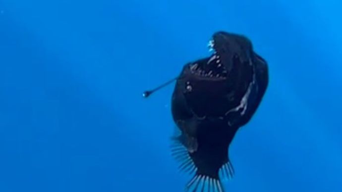 Ikan anglerfish