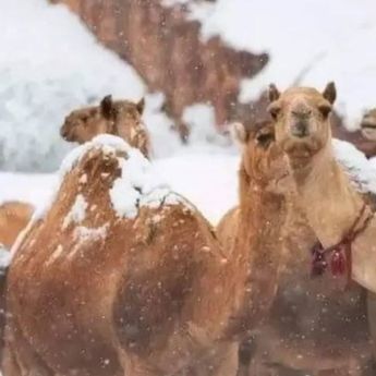 Salju Turun di Kawasan Gurun Arab Saudi, Ini Penjelasan Ilmiahnya