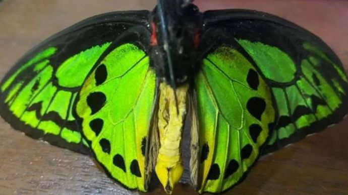 Barang bukti salah satu kupu-kupu sayap burung (Ornithoptera priamus aureus) diamankan dari TMB yang ditetapkan tersangka oleh Balai Gakkum Kemenhut Wilayah Maluku dan Papua di Kabupaten Manokwari, Papua Barat, 