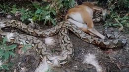 Apes, Kambing Kurban Dimangsa Ular Piton