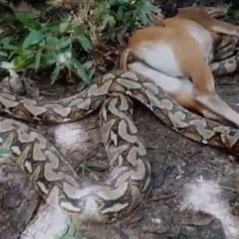 Apes, Kambing Kurban Dimangsa Ular Piton