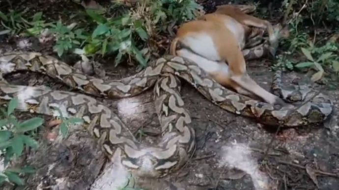 Kambing Kurban Dimangsa Ular