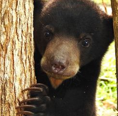 Jepang Kerahkan Tentara Hadapi Lonjakan Serangan Beruang