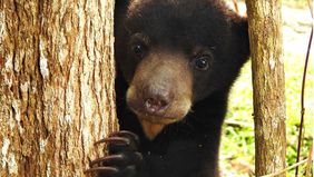 Seorang pria berusia 72 tahun sedang sendirian memetik buah huckleberry di hutan Montana, Amerika Serikat, ketika dia diserang oleh seekor beruang grizzly.