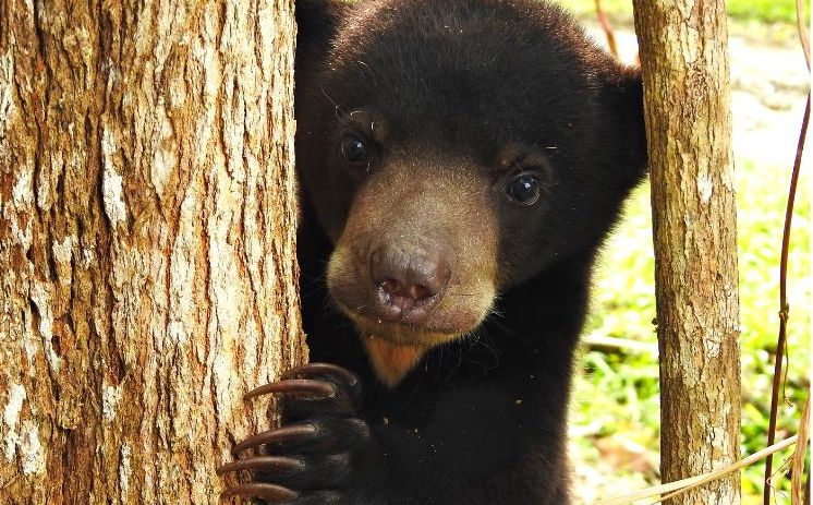 Ilustrasi Beruang <b>(Istimewa)</b>