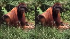 Seekor Orang Utan terlihat minta makan ke warga yang melintas menggunakan perahu. Hal tersebut menjadi viral di media sosial.