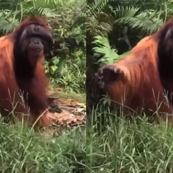 Momen Orang Utan Minta Makan ke Warga di Hutan Kalimantan