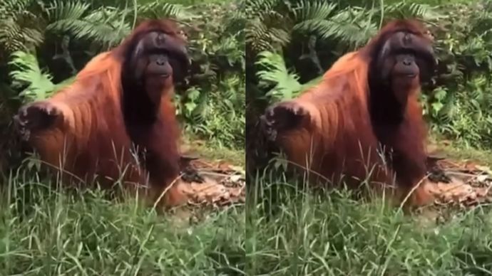 Orang Utan Minta Makan ke Warga yang Melintas