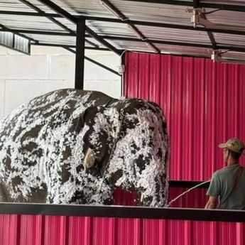 Lucu, Gajah Kepergok Mandi di Tempat Pencucian Mobil