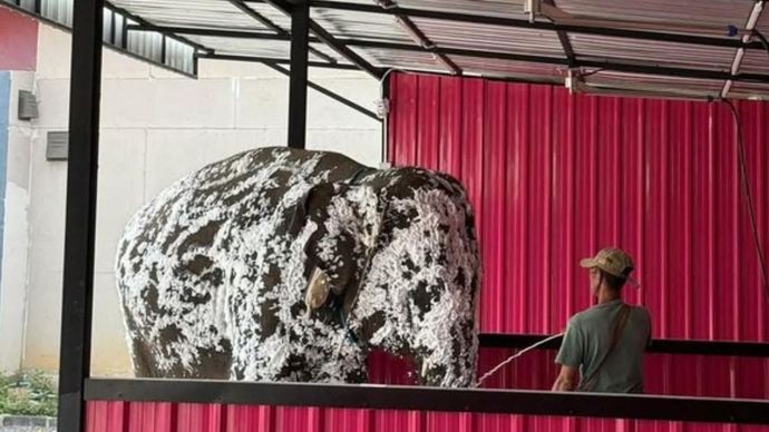 Kepergok Gajah Mandi Di Tempat Pencucian Mobil