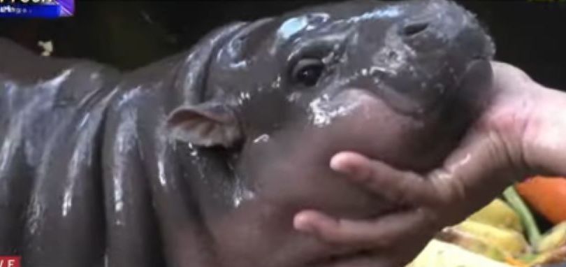 Moo Deng bayi kuda nil kerdil di kebun binatang Thailand/tangkapan layar NTV 