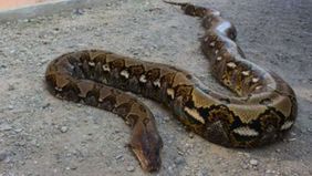 Warga Kabupaten Sidrap, Sulawesi Selatan digemparkan dengan penemuan sosok mayat seorang wanita dalam perut ular piton yang berukuran cukup besar sekitar 5 meter.
