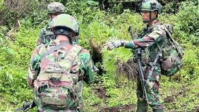 Satgas Pamtas Yonif 751/Vira Jaya Sakti (VJS) bersama Satgas Prayudha dan Satgas Ketapang berhasil mengungkap empat kebun ganja tersembunyi di Kampung Aldom, Distrik Oksibil, Kabupaten Pegunungan Bintang, Papua, Selasa, 23 September 2025.