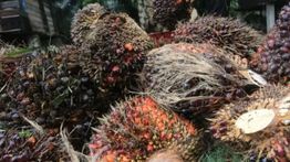 Emiten Haji Isam JARR Akui Beli CPO Sitaan dari Agrinas, Rogoh Rp53 Miliar