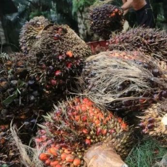 Emiten Haji Isam JARR Akui Beli CPO Sitaan dari Agrinas, Rogoh Rp53 Miliar