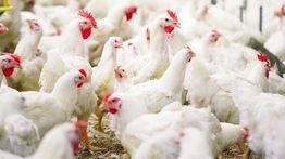 Pemerintah Tetapkan Harga Acuan Ayam Hidup di Peternak Rp18 Ribu per Kg