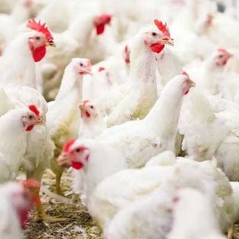 Pemerintah Tetapkan Harga Acuan Ayam Hidup di Peternak Rp18 Ribu per Kg