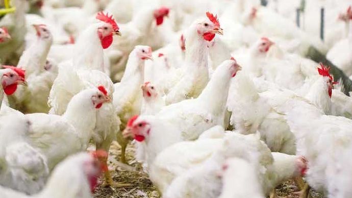 ayam hidup/Ist